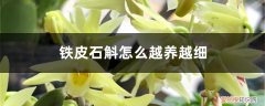 铁皮石斛怎么养才好 铁皮石斛怎么越养越细