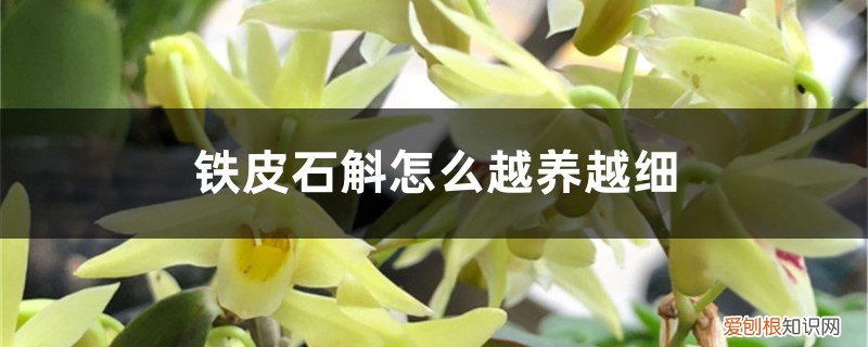 铁皮石斛怎么养才好 铁皮石斛怎么越养越细