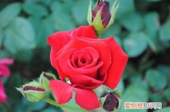 图 什么花一年四季都盛开(一年四季都盛开什么花?)
