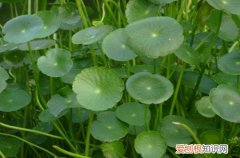 图 铜钱草的养殖方法和注意事项