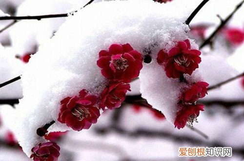 图）(北方耐低温花卉 北方室外耐寒花卉有哪些