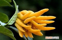 图 挂果类花卉冬天养护要点及注意事项(冬季挂果的盆栽有哪些)