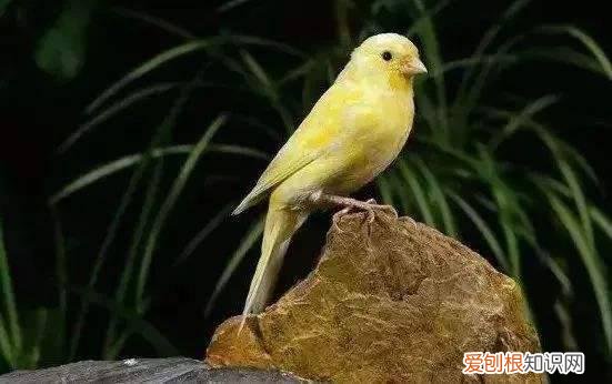 黄玉鸟退毛怎么处理,黄玉鸟换毛大概多长时间