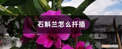 石斛兰扦插育苗要多少时间才能开花 石斛兰怎么扦插