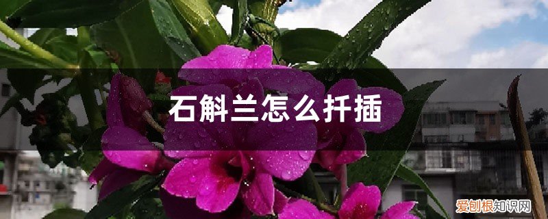 石斛兰扦插育苗要多少时间才能开花 石斛兰怎么扦插
