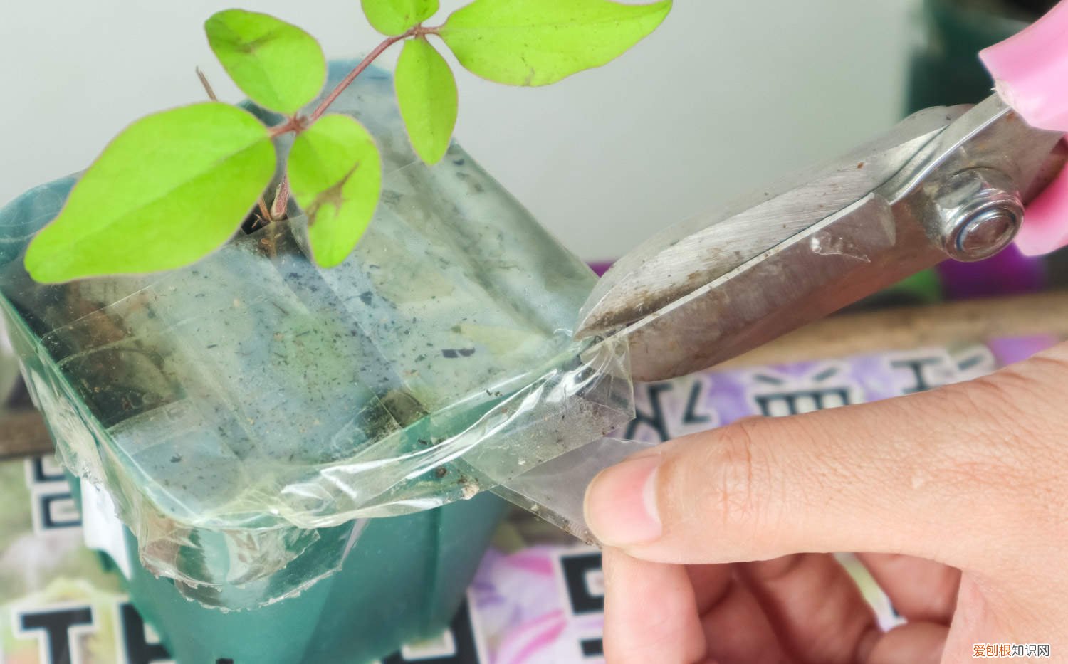 铁线莲的根用修剪吗 铁线莲冬天修根吗