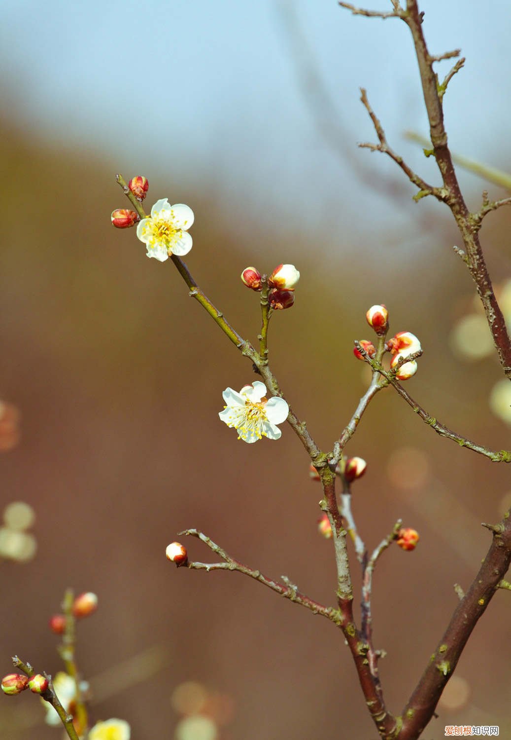 梅花什么时候换盆合适 梅花何时换盆