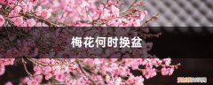 梅花什么时候换盆合适 梅花何时换盆