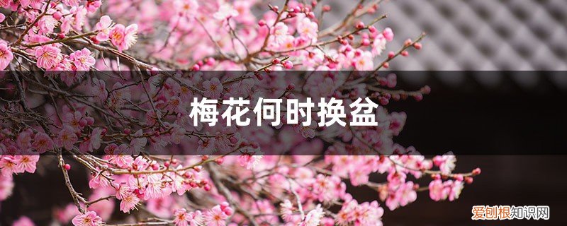 梅花什么时候换盆合适 梅花何时换盆