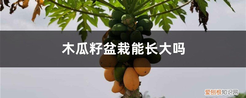 木瓜籽能不能种起来 木瓜籽盆栽能长大吗