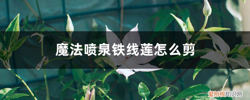 水晶喷泉铁线莲和魔法喷泉铁线莲 魔法喷泉铁线莲怎么剪