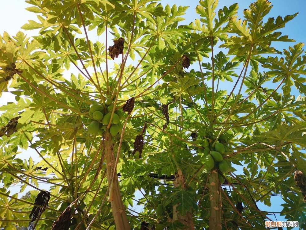 用木瓜籽怎么种植木瓜 木瓜籽能种植吗
