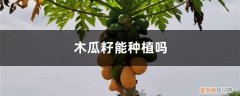 用木瓜籽怎么种植木瓜 木瓜籽能种植吗