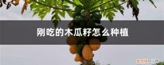 吃完的木瓜籽怎么种植 刚吃的木瓜籽怎么种植