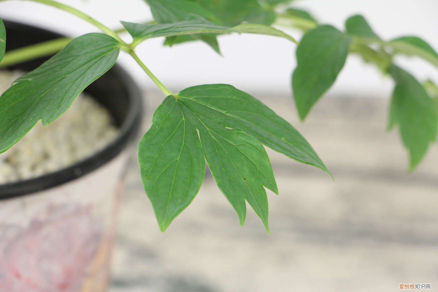 牡丹花要多浇水还是少浇水 牡丹花每天都浇水吗