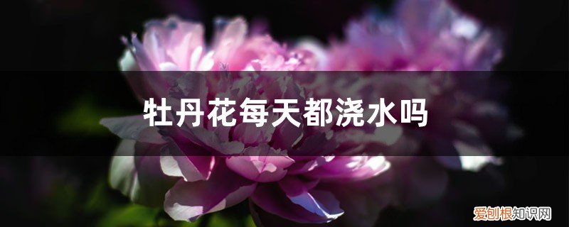 牡丹花要多浇水还是少浇水 牡丹花每天都浇水吗