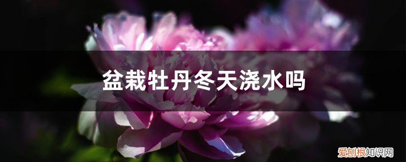 盆栽牡丹冬天浇水吗视频 盆栽牡丹冬天浇水吗