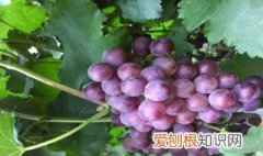 葡萄吃多了会怎样? 葡萄吃多了会怎样