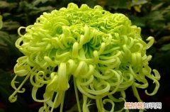 图 冬天会开花的植物有哪些(冬天开花的植物都有什么)