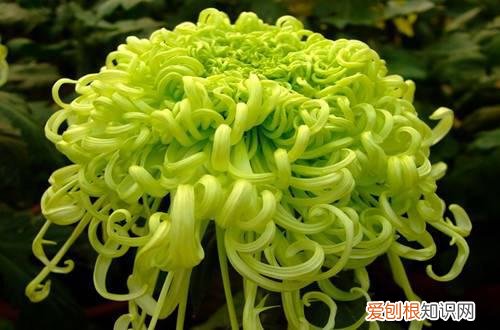 图 冬天会开花的植物有哪些(冬天开花的植物都有什么)