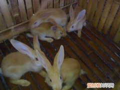 福建黄兔怎么分辨公母，如何分辨白兔公母