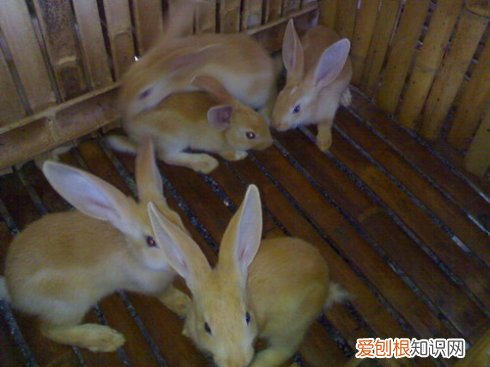 福建黄兔怎么分辨公母，如何分辨白兔公母
