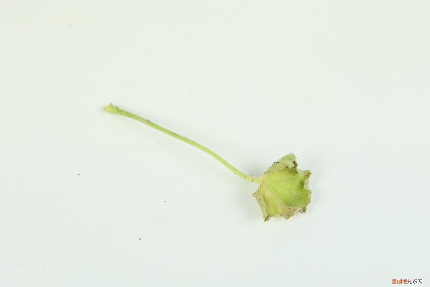 天竺葵种子什么时候种植最好 天竺葵种子什么时候种