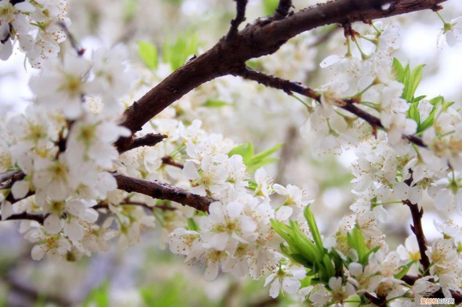 梅花盆景什么时候换盆 盆栽梅花什么时候换盆