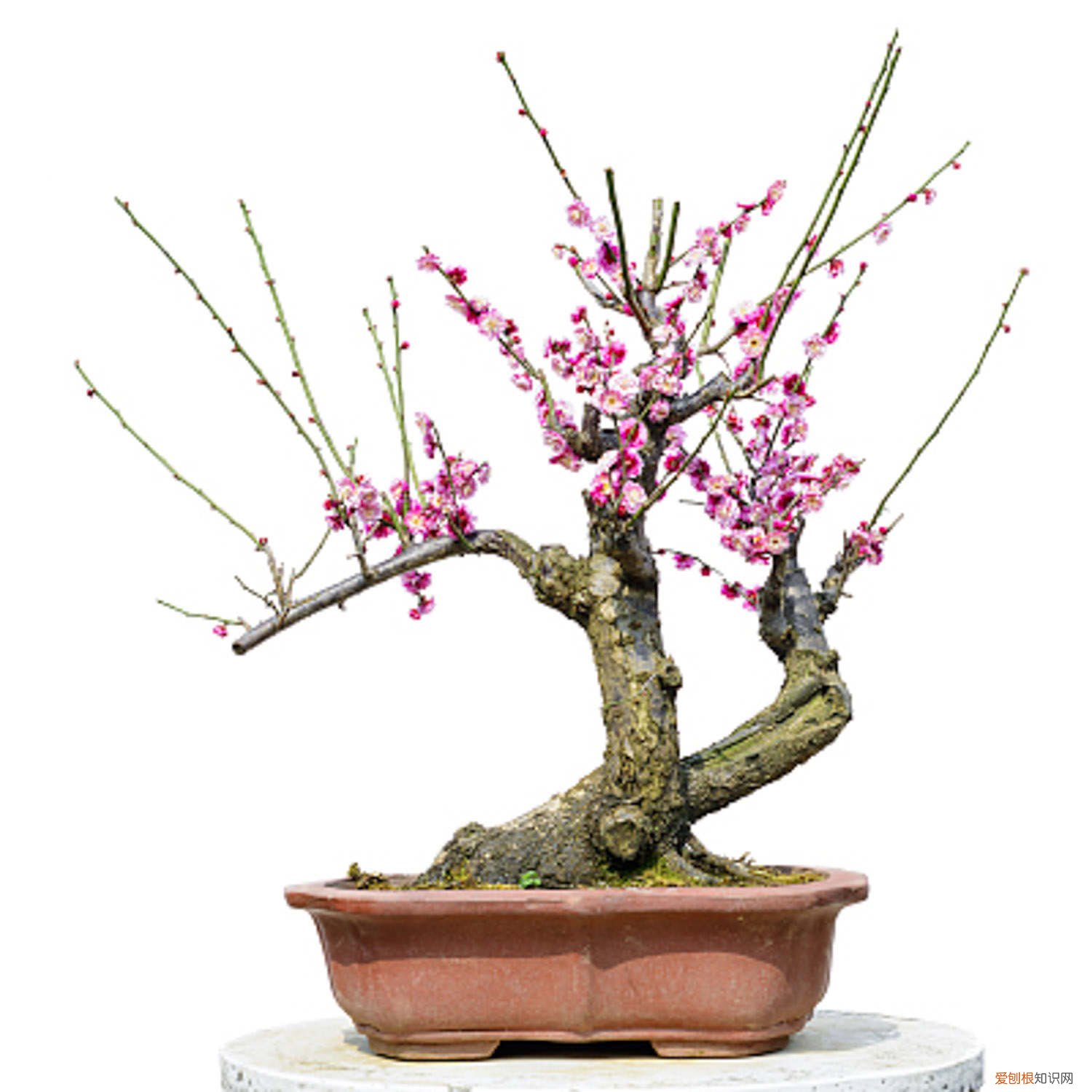 梅花盆景什么时候换盆 盆栽梅花什么时候换盆