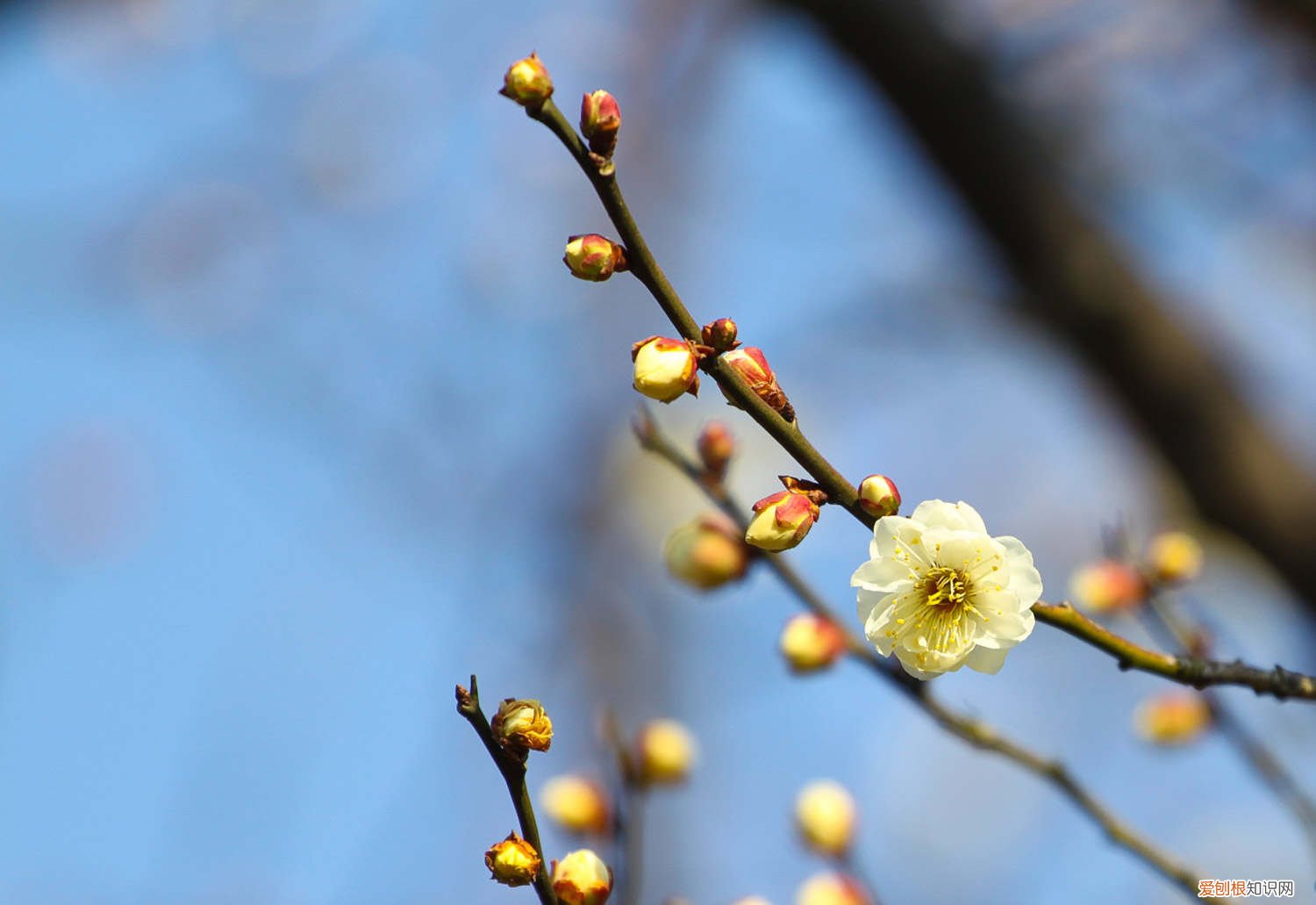 梅花盆景什么时候换盆 盆栽梅花什么时候换盆