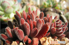 图 多肉植物梦椿子的养护方法 七大要点