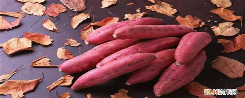山芋育苗方法图解 山芋育苗方法