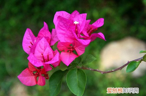 图 三角梅秋冬季怎么养三角梅冬天落叶的原因
