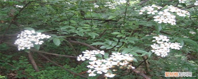 山木香什么时候嫁接最佳 山木香什么时候嫁接