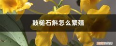 鼓槌石斛的养殖方法和注意事项 鼓槌石斛怎么繁殖