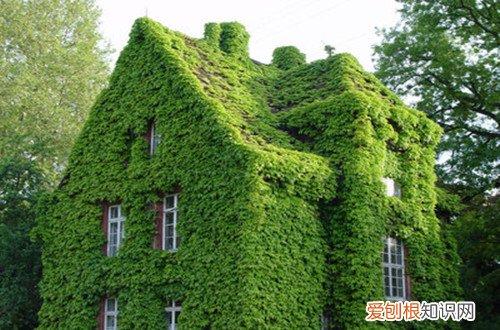 图 爬山虎怎么种植 爬山虎的种植方法