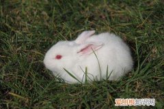 英种小型兔的寿命，英国短毛垂耳兔寿命