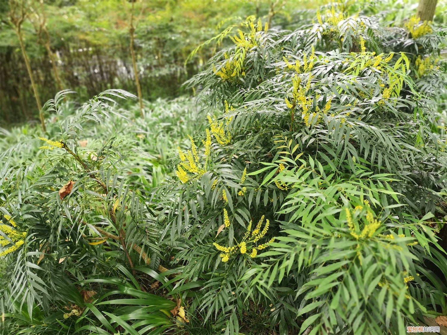 盆栽十大功劳怎么养 十大功劳的养殖方法
