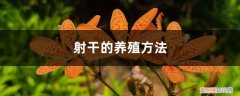 射干如何栽种 射干的养殖方法