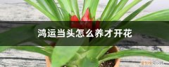 鸿运当头怎么养才会开花 鸿运当头怎么养才开花