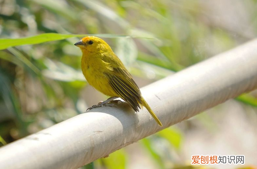 黄玉鸟能吃面包虫吗，玉鸟吃面包虫子有什么好处