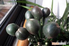 君子兰结果实了怎么办 君子兰结果了怎么办