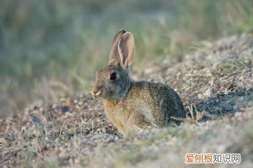 沙漠棉尾兔聪明吗,棉尾巴兔子