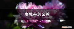 臭牡丹怎么养殖 臭牡丹怎么养