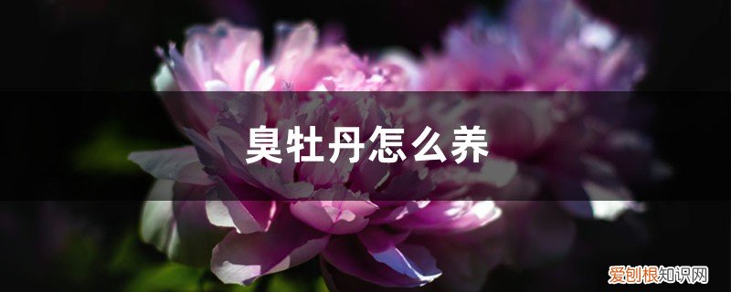 臭牡丹怎么养殖 臭牡丹怎么养