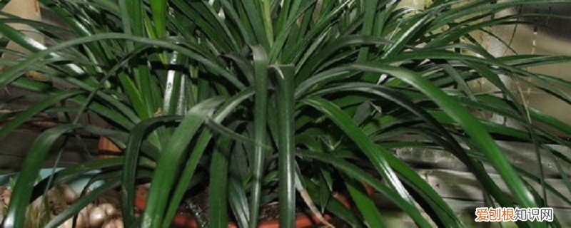垂花水塔花怎么养 垂花水塔花的养殖方法