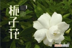 盆栽栀子花落叶枯枝原因是 盆栽栀子花落叶枯枝原因