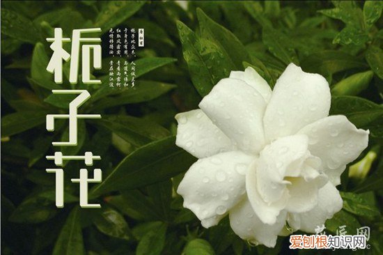 盆栽栀子花落叶枯枝原因是 盆栽栀子花落叶枯枝原因