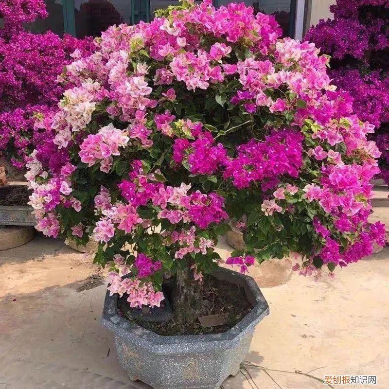 沾土就活的植物有哪些，养花就养这6种花，沾土就能活，开花上百朵