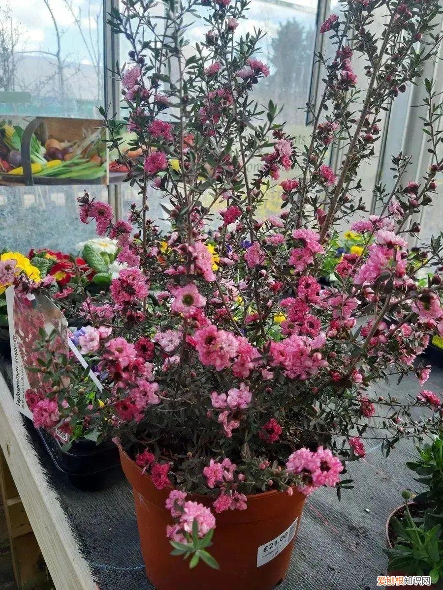 沾土就活的植物有哪些，养花就养这6种花，沾土就能活，开花上百朵